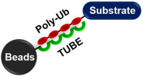 [干冰]TUBE 1(FLAG标签)