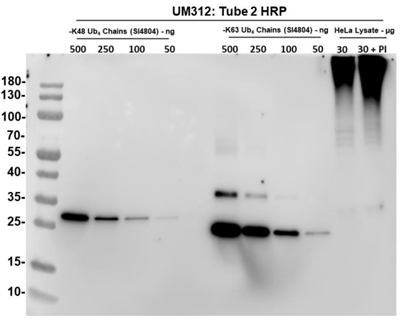 [干冰]TUBE 2(HRP标签)