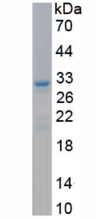 abx069134.png