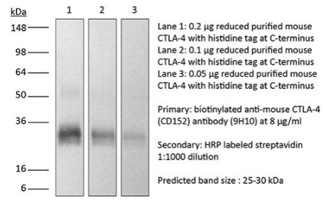InVivoMAb抗鼠CTLA-4（CD152）