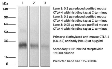 InVivoPlus抗小鼠CTLA-4(CD152)