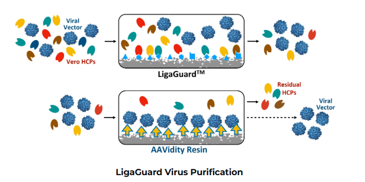 LigaGuard-1.png