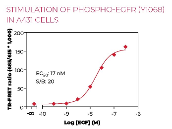 KIT-EGFRP-100-1.png