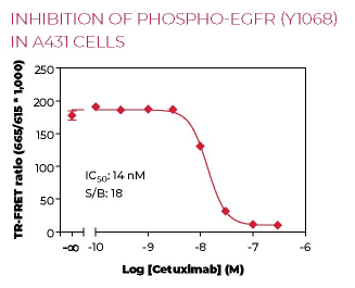 KIT-EGFRP-100-2.png