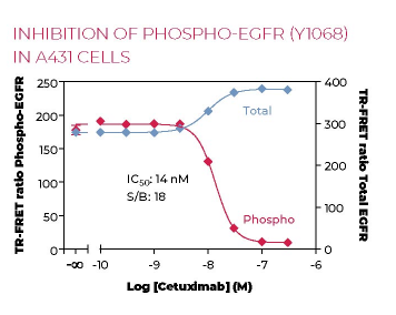 KIT-EGFRPT-500-2.png