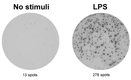 ELISpot Plus：小鼠TNF-α（ALP）