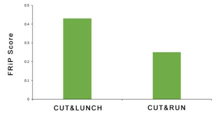 CUT&LUNCH.png