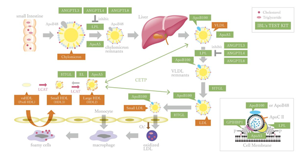 Hyperlipidemia.png