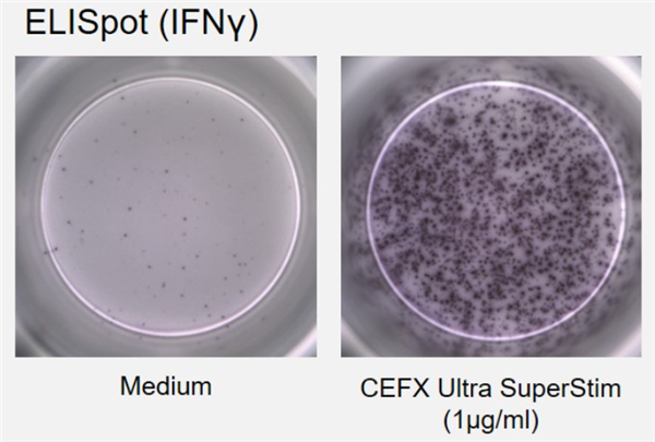 PM-CEFX-2-1.png
