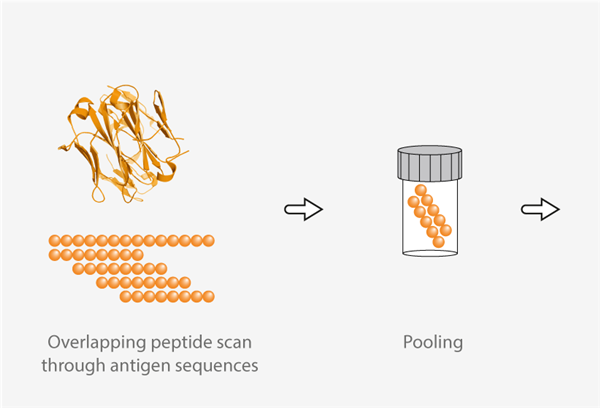 peptide pool.png