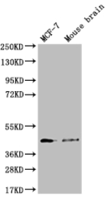 A74596-100.png