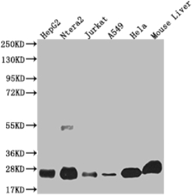 A74582-100.png