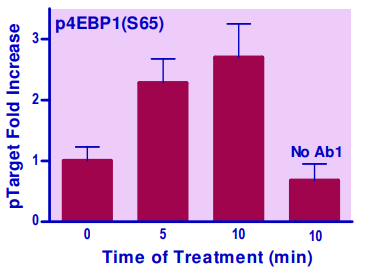 BAS-E4EBP-100.png