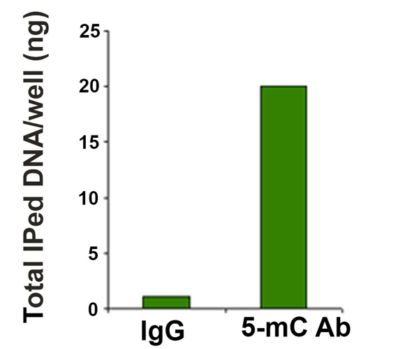 5-mC-2.png