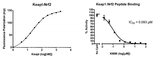 KEAP1-Nrf2抑制剂筛选检测试剂盒