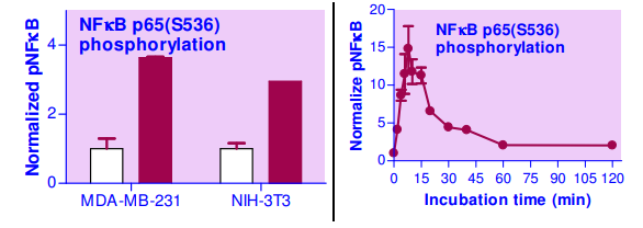 ENFκB-100.png