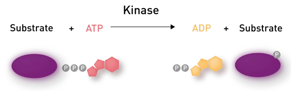 Kinase.png