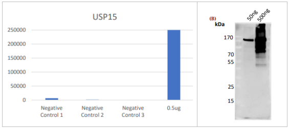 抗USP15抗体
