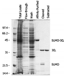 SARS-CoV 3CLPro