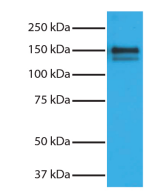 1200.png