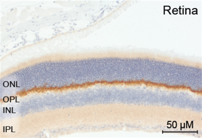 重组抗PSD95抗体（rHcAb）小鼠IgG1 Fc融合