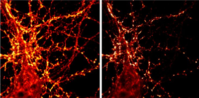 sdAb抗突触促蛋白1（A51）生物素