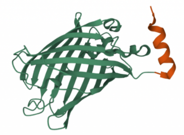 GFP-ALFA对照蛋白