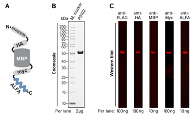 PentaTag对照蛋白DYKDDDDK-HA-MBP-Myc-ALFA