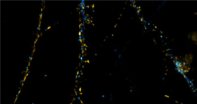 SyliteD1.1抗Gephyrin是一种短二聚体肽探针，能够特异性地结合抑制性突触中的Gephyrin。NanoTag提供的SyliteD1.1抗Gephyrin带有sulfo-cyanine 5（SC5）荧光标记。SyliteD1.1抗Gephyrin由维尔茨堡大学的Hans Maric和Vladimir Khayenko开发，旨在生产一种具有卓越信噪比的探针，使其在组织染色中优于抗体，具有快速高效的渗透性，减少染色伪影，并简化操作流程。在超分辨率显微镜下，SyliteD1.1能够精确定位抑制性突触，并实现纳米级测量。SyliteD1.1肽含有额外的赖氨酸，以便在染色后进行固定。     艾美捷SyliteD抗Gephyrin SC5：  货号：P4001  制备于：合成肽  应用：免疫荧光（IF）、免疫组化（IHC）  稀释比例：1:250  靶点：Gephyrin  特异性：SyliteD1.1抗Gephyrin特异性识别小鼠和大鼠的Gephyrin。未测试其他物种。  配方：从5 uM SyliteD1.1的200 uL溶液中冻干。  kDa：SyliteD1.1 SC5 - 3424 Da  运输：常温  储存：含有冻干试剂的安瓿瓶可在2-8°C下保存长达12个月。复溶后，在-80°C下保存长达6个月。工作分装在50%甘油/PBS中复溶时可在-20°C下保存长达4周，或在DMSO中复溶时可在4°C下保存。  注意事项：仅用于体外/研究目的。无毒、无危害、无传染性。  81.png  用PFA固定的SD大鼠海马神经元通过FluoTag?-X2抗VGlut1-Atto 488（货号N1602-At488，稀释度1:500，呈黄色）和SyliteD1.1抗Gephyrin-SC5（货号P4001-SC5，稀释度1:250，呈青色）进行免疫染色。     文献参考：  Khayenko V, Schulte C, Reis SL, et al. A Versatile Synthetic Affinity Probe Reveals Inhibitory Synapse Ultrastructure and Brain Connectivity. Angew Chem Int Ed Engl. 2022;61(30):e202202078. doi:10.1002/anie.202202078
