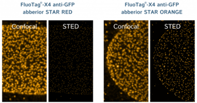 FluoTag-X4抗GFP AbberiorStar460