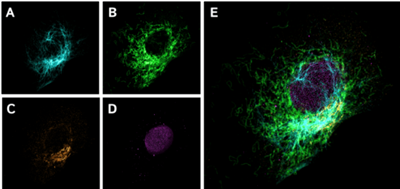 FluoTag-X2抗小鼠IgG1