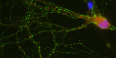 FluoTag-X2抗突触素1（7D5）