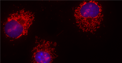 FluoTag-X4抗兔IgG抗体