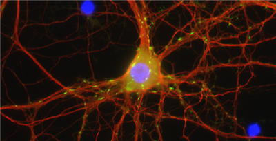 FluoTag-X2抗小鼠IgG2a/b抗体