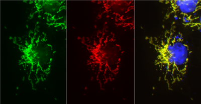 FluoTag-X2抗mNeonGreen纳米抗体