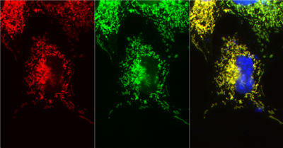 FluoTag-X2 Alexa Fluor 647抗mRuby纳米抗体