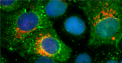 FluoTag-Q 抗SARS-CoV-2刺突蛋白S1采用单域抗体