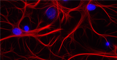 FluoTag-X2抗GFAP纳米抗体