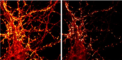 NanoTag-FluoTag-X2抗突触结合蛋白1抗体（A51）