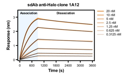 抗Halo标签蛋白单域抗体