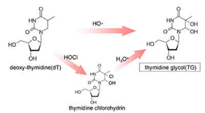 抗胸苷乙二醇（TG）单克隆抗体