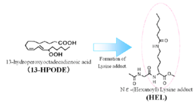 抗己酰赖氨酸（HEL）单克隆抗体