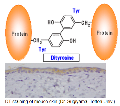 JaICA,抗地胆氨酸（DT）单克隆抗体