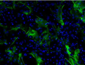 AlexaFluor488标记驴抗小鼠IgG(H+L)多克隆抗体：高特异性免疫荧光检