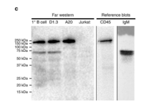 AffiniPure山羊抗小鼠IgM(u链特异性)