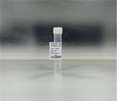 抗小鼠CD4体内抗体, 克隆号GK1.5