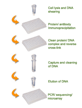 EpiQuik植物ChIP试剂盒的使用程序示意图