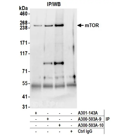 Phospho-mTOR.png