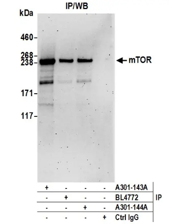 Total mTOR.png