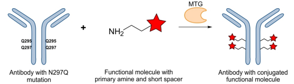 Antibody conjugation using Q295 and mutation N297Q.png